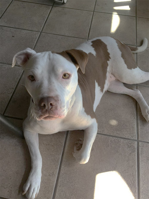 Bella Running Back Into Action